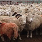 Livestock Farming - Meat Industry