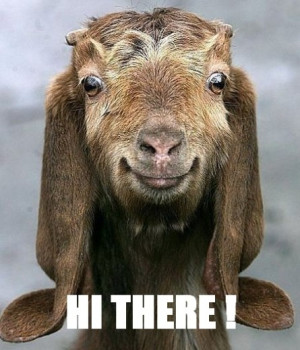 funny goat picture funny goat picture