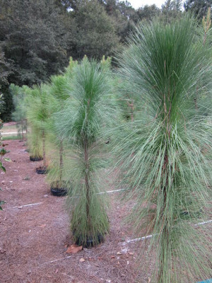 Longleaf Pine Tree Identification