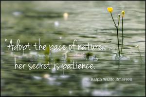 Quotes04.Patience