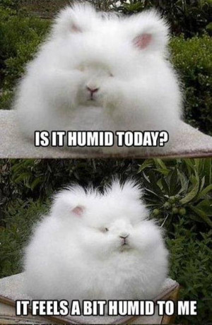 Animal Memes – Is it humid?