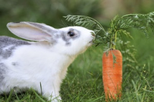 Good ol' Bugs Bunny really got one over on us. Turns out carrots are ...