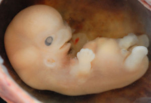 Designer Babies: Hybrid Human Species ‘Safe’ Says Report