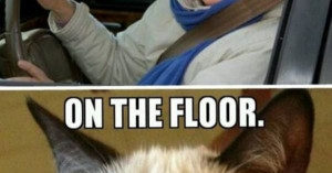 Grumpy Cat quote, humor, meme #GrumpyCat #Meme terrible AND hilarious ...