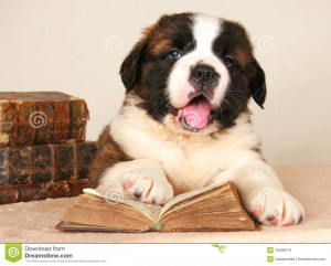 Young Saint Bernard dog reading old book. Education and library