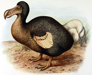 , scientists may be able to bring back the dodo bird from extinction ...