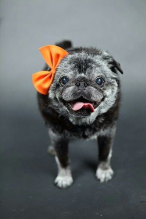 ... Dogs, Black Pugs, Cute Pugs, Bows, Brindle Pug, Senior Dogs, Lady Pugs