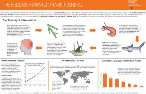 The mercury also affects the sharks themselves and impairs their ...
