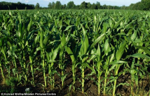Cream of the crop In order to grow corn in dark and cool underground