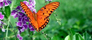 Tags: butterfly , flower , green