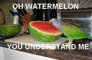 funny, funny pictures, parrot, animals, cute, watermelon