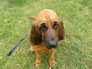 Bloodhound Breed Pictures...