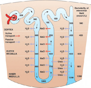 Proximal Tubule Distal Loop of Henle Collecting Duct Tubule