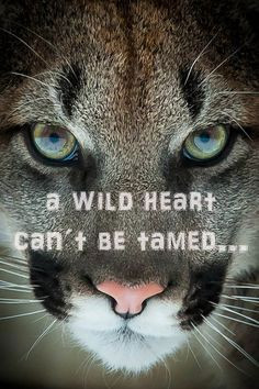 wild heart can´t be tamed More