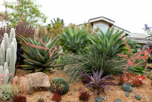 Succulent Garden On Slope Design