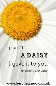 ... gave it to you ~ Tennyson - The Daisy #herb #herbal #quote #daisy More
