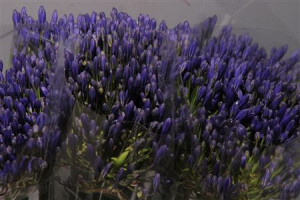 atlantic ocean plants