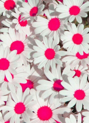 background, cute, daisy, neon, pink, wallpaper