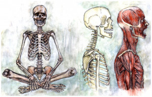 Skeleton Muscles Torso...