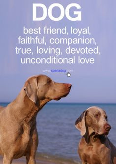 Dog #besfriend #loyal #faithful #companion #true #loving #devoted # ...