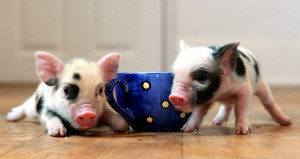 tea cup pigs 300x159 tea cup pigs