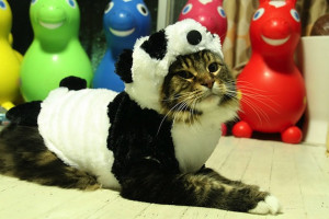 Since cloning won’t work, maybe we can dress up cats and just ...