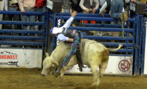 Bull Riding Quotes and Poems