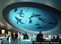 Frostings, Wedding Receptions, Sharks Tanks, Florida, Aquariums ...