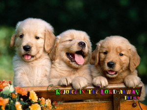 ... wallpaper, Photo of Golden Retriever Puppies with an apt Bible verse