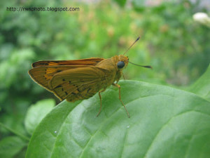 ... quote him rather. W pro advice since 1997get rid of dark, moths. Small