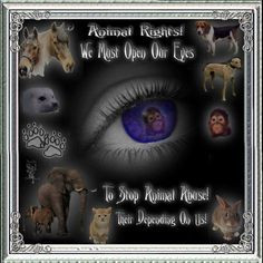 animal rights we must open our eyes to stop animal abuse their ...