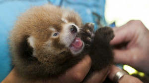 This is how a month old Red Panda looks like