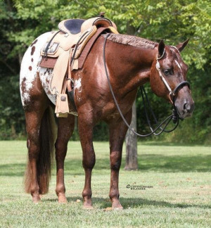 Source: http://appaloosa.myhorseforsale.com/appaloosa-stallion-at-stud ...