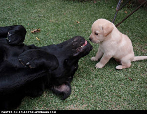 Showing Gallery For Baby Yellow Lab Puppies