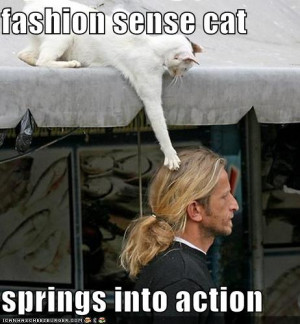 funny-pictures-fashion-sense-cat-springs-into-action - funny-pictures ...