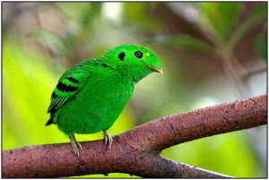 The Colorful World Birds