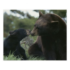 American black bears, Yellowstone National Park Posters