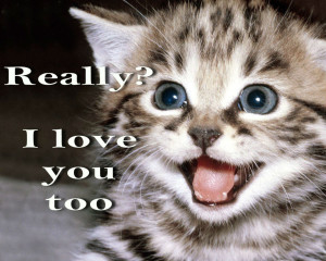 ... meme quote funny humor grumpy kitten mood love wallpaper background