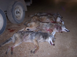HAMMERING THE COYOTES