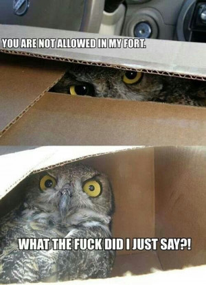 Owls.box.hilarious quotes.funny.