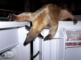 ... anteater spiny anteater silky anteater funny anteaters funny anteater