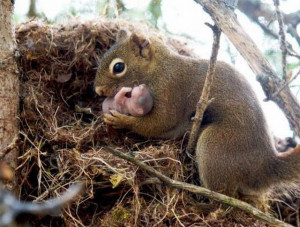 Squirrels Are Mamas, Too.