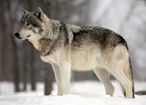 Grey Wolf at Omega Park (Parc Oméga), Quebec.
