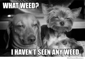what-weed-high-dogs-meme