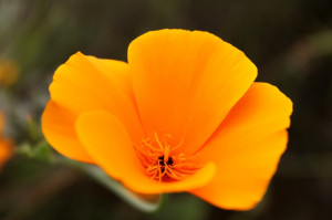 The California poppy, California's state flower (photo: Ella Clarke ...