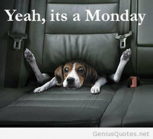 Its monday morning funny photo