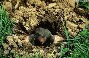 The Mexican Institute of Sound also makes use of a popular saying: