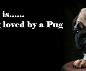 ... Pug Facebook Cover Photo For Your Timeline. Pug Quotes: Happiness is