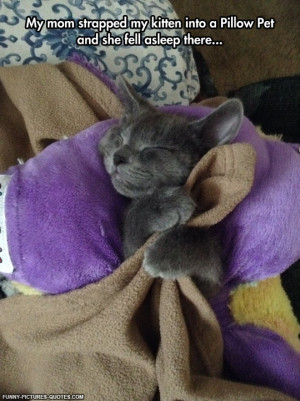 Sleeping Like The Kings | Funny Pictures and Quotes