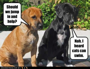 funny 2dpets 2danimals 2d6 funny pictures cats and dog funny pictures ...